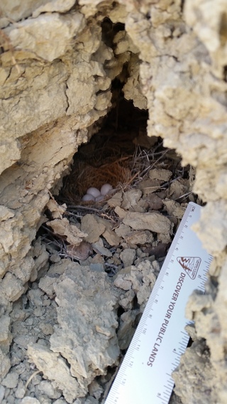 #Beaumont Travels: Ekalaka, MT, Summer Dino Dig Program, Day 3